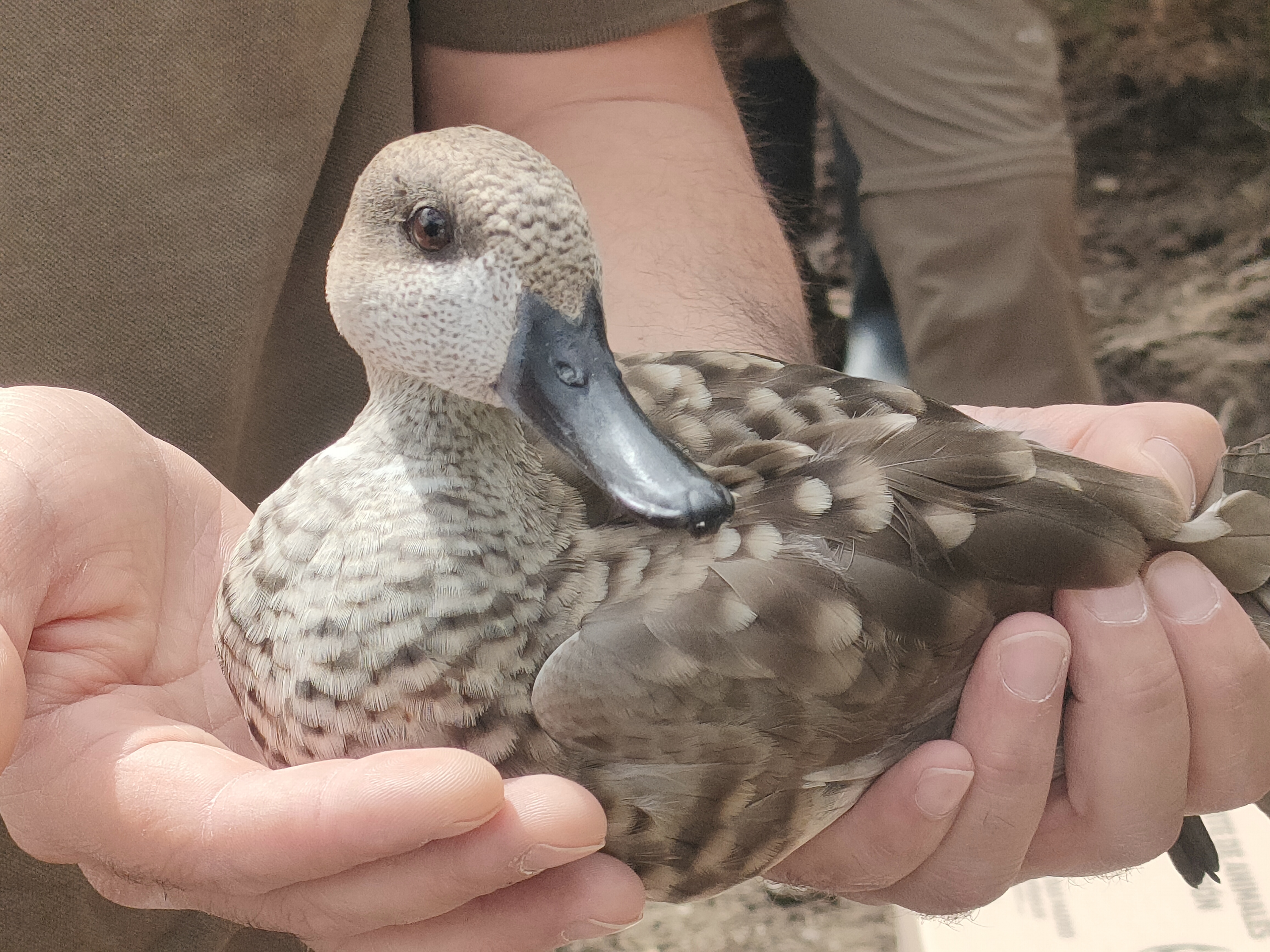Nueva suelta de Cercetas Pardillas en El Porcal: Un paso más hacia la conservación de la especie